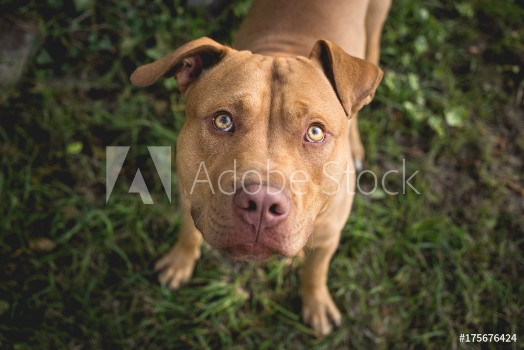 Bild på Yellow Terrier Dog Looking up